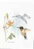 Hummingbird